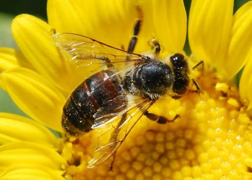 Pesticidele pun în pericol albinele. Plantele nu mai pot fi polenizate