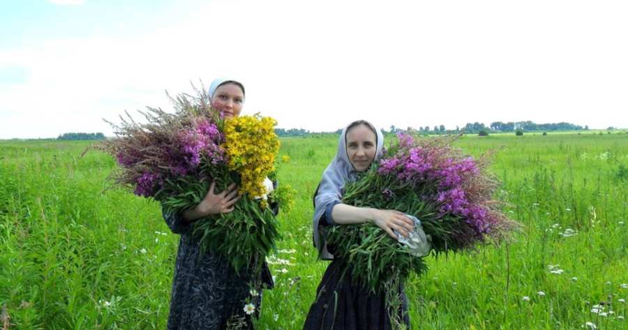 Invatatura Sfintilor Parinti despre plantele medicinale