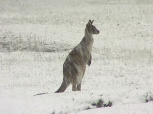 zapada australia