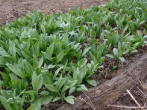 Tehnologie japoneza de cultivarea a leurdei