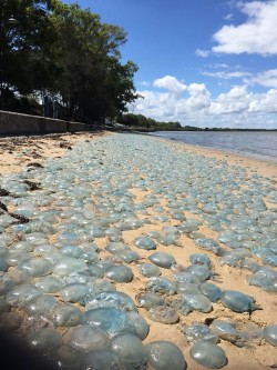 Fenomen rar și straniu. Plajele australiene au fost invadate de un covor de meduze albastru strălucitor