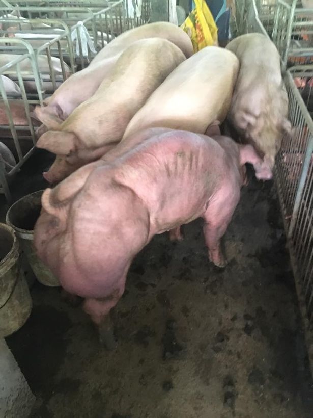 Un fermier vinde porci modificati genetic! Iata cum arata. Sunt adevarati monstri