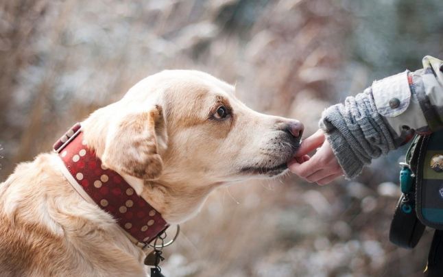 Tot mai mulţi moldoveni îşi abandonează în stradă animalele de companie