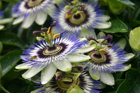 Passiflora – floarea Patimilor Mântuitorului