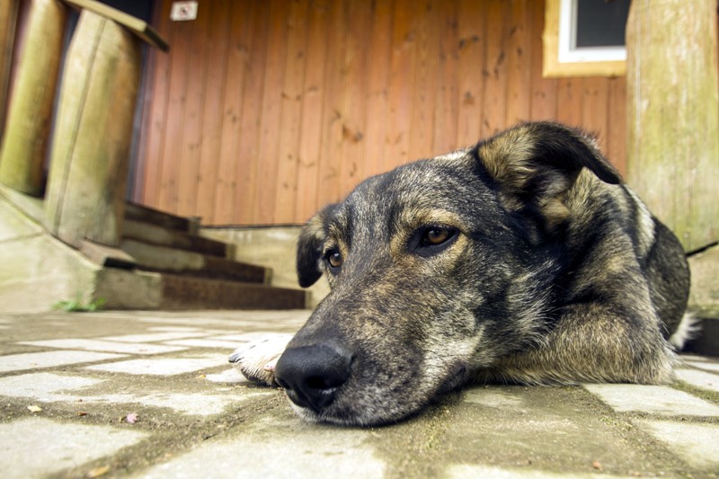 Atenţie! Cruzimea față de animale va fi pedepsită aspru în Moldova! Vor fi aplicate amenzi de pînă la 67.5 mii lei