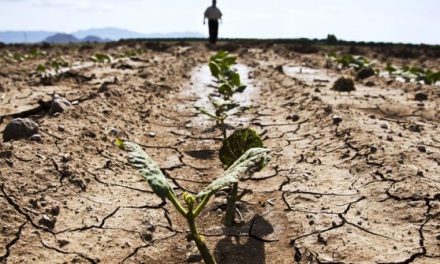 Seceta distruge agricultura ţării încă din luna mai. Agenţii economici sunt rugaţi să treacă la un regim mai econom a reurselor acvatice