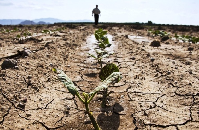 Seceta distruge agricultura ţării încă din luna mai. Agenţii economici sunt rugaţi să treacă la un regim mai econom a reurselor acvatice