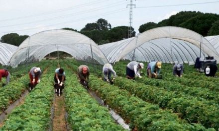 Viteza cu care străinii acaparează terenurile agricole din România este „alarmantă”