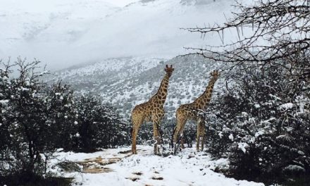 Vremea a luat-o razna in Africa de Sud, unde a nins ca in plina iarna