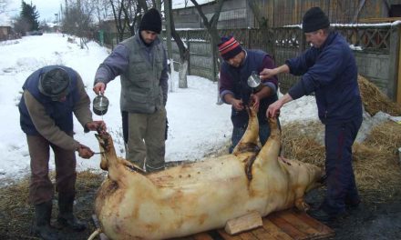 ALERTĂ! AMENZI URIAȘE în România pentru SACRIFICAREA PORCULUI ÎN CURTE!