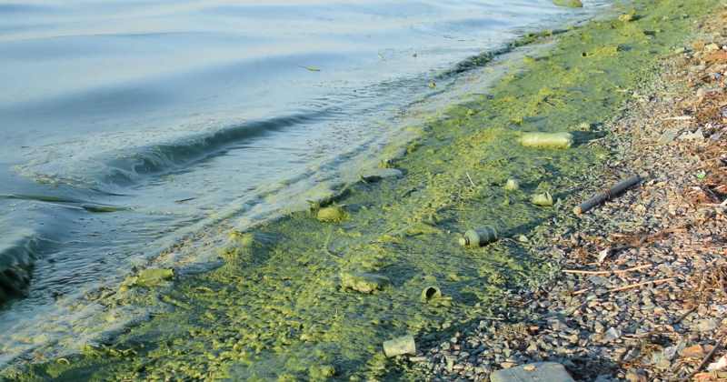 Ucraina. Marea Neagră în regiunea Odesei nu mai e neagră ci verde