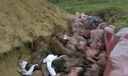 România. Fermele de porci închise din cauza pestei porcine, cumpărate de străini