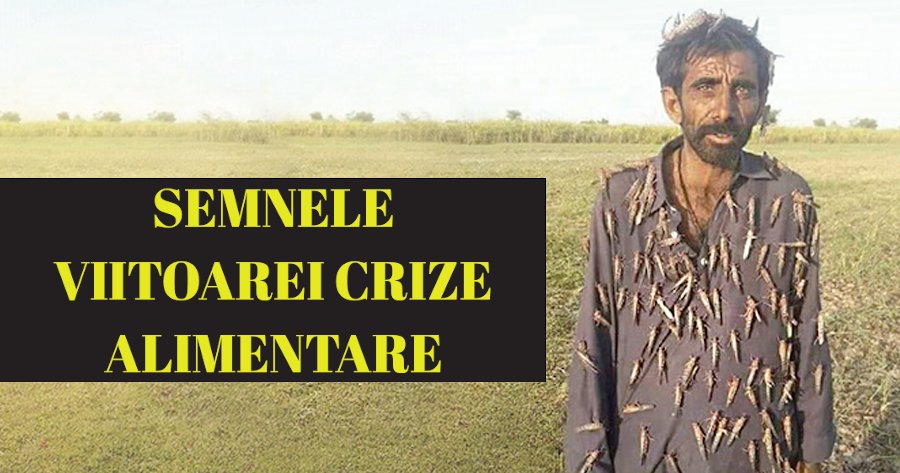 Semnele viitoarei crize alimentare: În timp ce lumea se confruntă cu o pandemie, în Africa face ravagii o invazie enormă de lăcuste