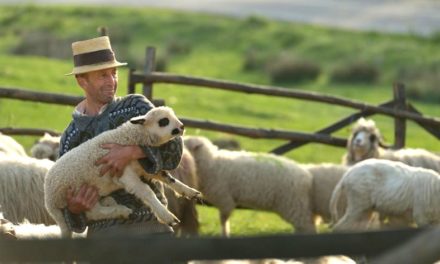 România: Este INTERZISĂ vânzarea cărnii de la mieii sacrificați la stână sau în gospodărie